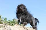 PETIT CHIEN LION 007